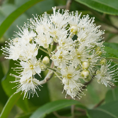 Backhousia citriodora (Lemon Myrtle) Lemon Myrtle Tea