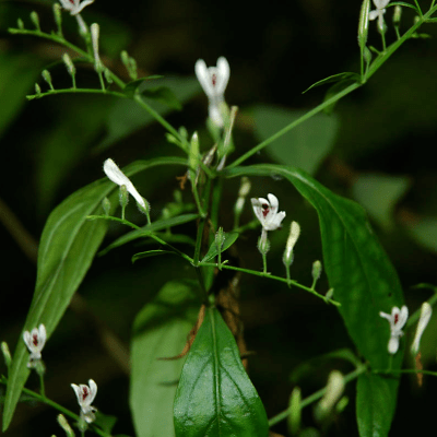 Andrographis paniculata