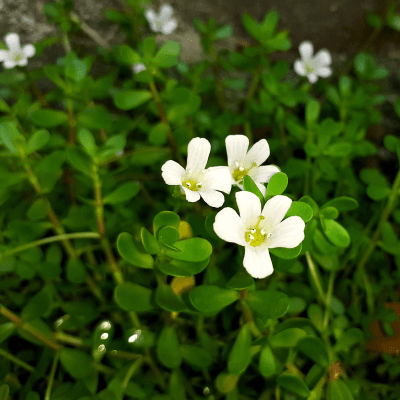 Brahmi monniera