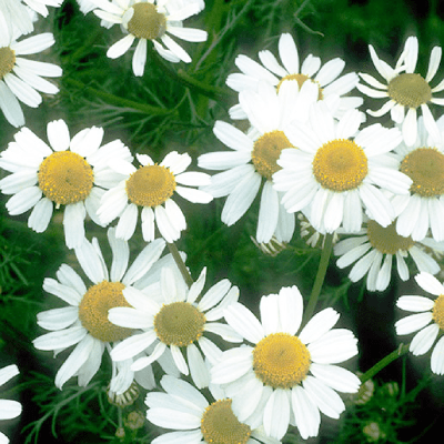 Chamomile Tea
