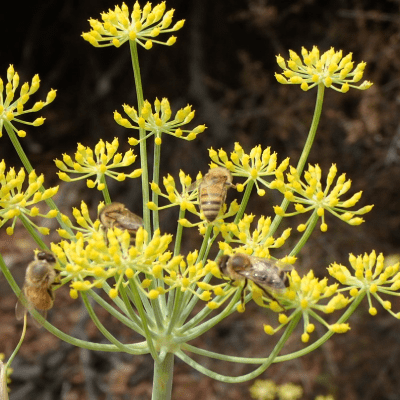Foeniculum vulgare