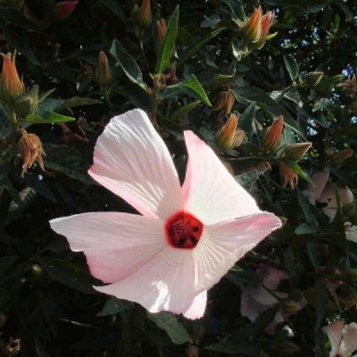 Hibiscus flower