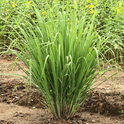 Lemongrass Tea (Cymbopogon citratus)
