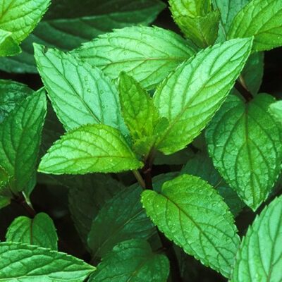 Peppermint Tea