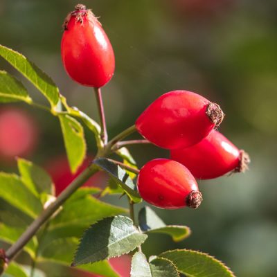 Rosehip Tea
