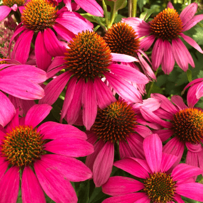 Echinacea purpurea Tea